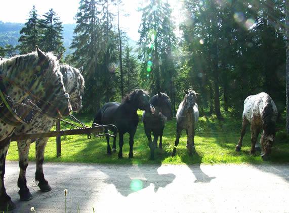 Pferde auf der Waldweide